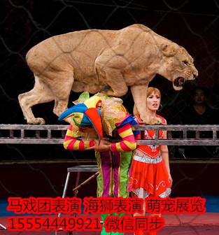 馬戲團暖場_海獅_企鵝展覽_羊駝_山東恒鑫動物租賃 - 商國互聯網