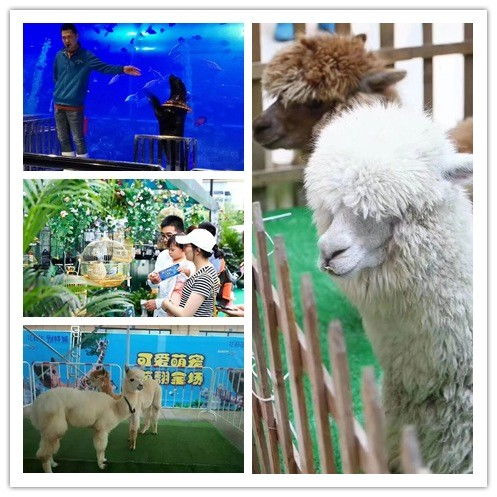 高平市當地海獅表演出租