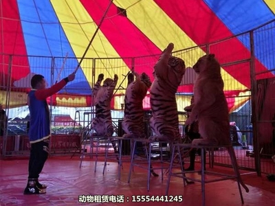 【帶家人來(lái)觀看馬戲團(tuán)出租北海市】詢價(jià)單