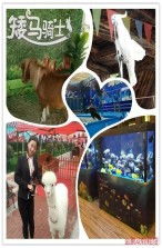 孟州附近馬戲團表演出租企鵝租賃