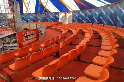 海獅演出-創新馬戲團節目出租鄂州市