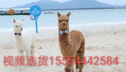 寵物羊駝 廣東羊駝出市場價格 傷亡包賠一只起批 萌寵租賃景區展覽羊駝