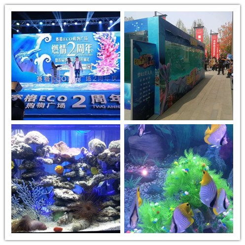 上饒市羊駝展出租租賃三天活動