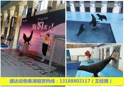 海獅表演租賃河北附近哪里有出租海獅表演的