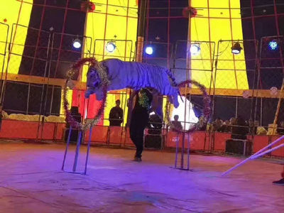 馬戲團表演資源專業馬戲團表演方案