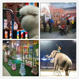 馬戲團(tuán)租賃嘉峪關(guān)市