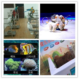 山西陽曲出租海獅表演本地有嗎呆萌可愛