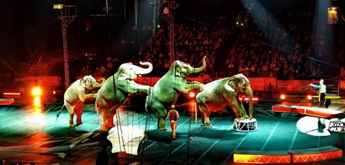 俄羅斯皇家馬戲團馬戲團租賃方案