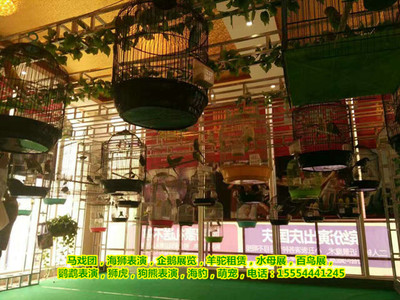 皇家馬戲團出租|上海市-企匯網