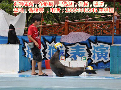 租賃海獅表演、馬戲團表演、-嘉興市