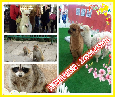 澳洲進(jìn)口羊駝、矮馬哪里有賣的、武穴市_動物表演出租_馬戲團(tuán)動物表演_羊駝租賃_山東金鵬珍禽養(yǎng)殖場 - 商國互聯(lián)網(wǎng)