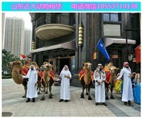 保定小動物表演出租 打造萌寵與海洋動物的精彩盛宴