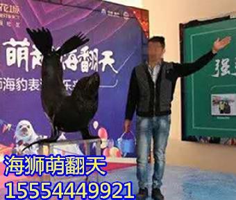 銀川鸚鵡表演與馬戲團表演租賃服務指南