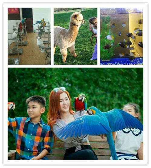 海南省海洋生物魚缸展與馬戲團動物租賃服務指南